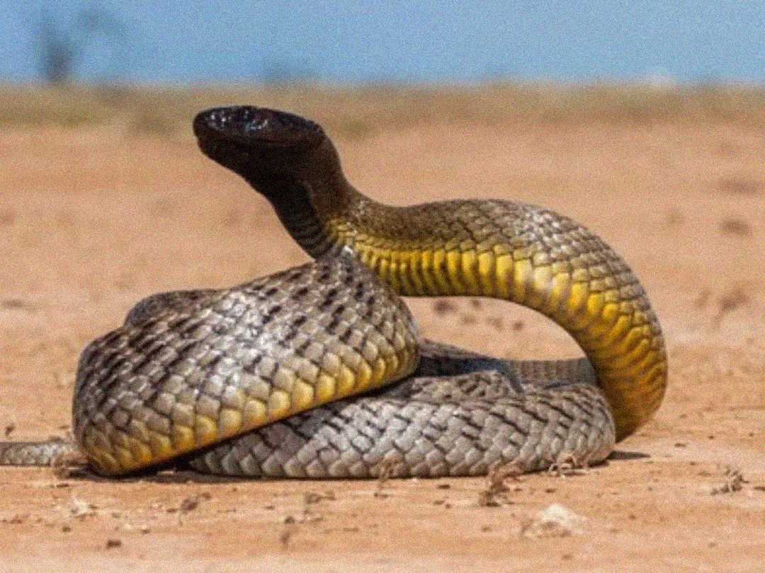 A coiled snake with yellow and brown scales raises its head and upper body off the sandy ground, with a blurred landscape and blue sky in the background.