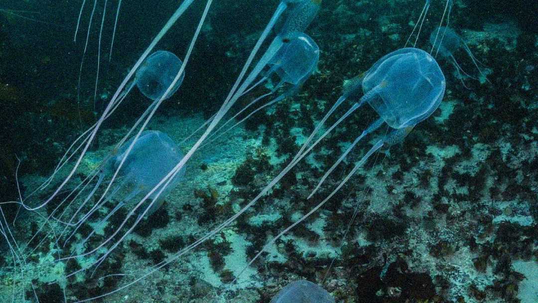 A group of translucent box jellyfish with long, trailing tentacles swims above a seabed covered in seaweed and coral in clear blue water.