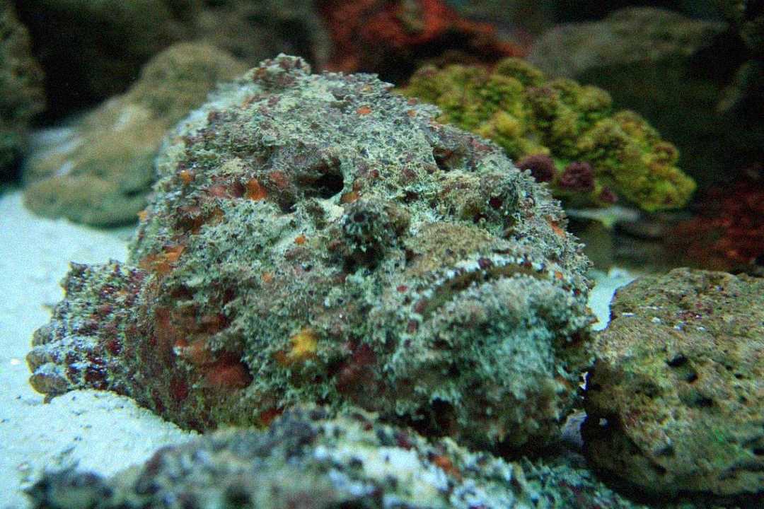 A well-camouflaged stonefish blending into the surrounding rocks and sand on the ocean floor, with textured skin covered in rough, mottled patches.
