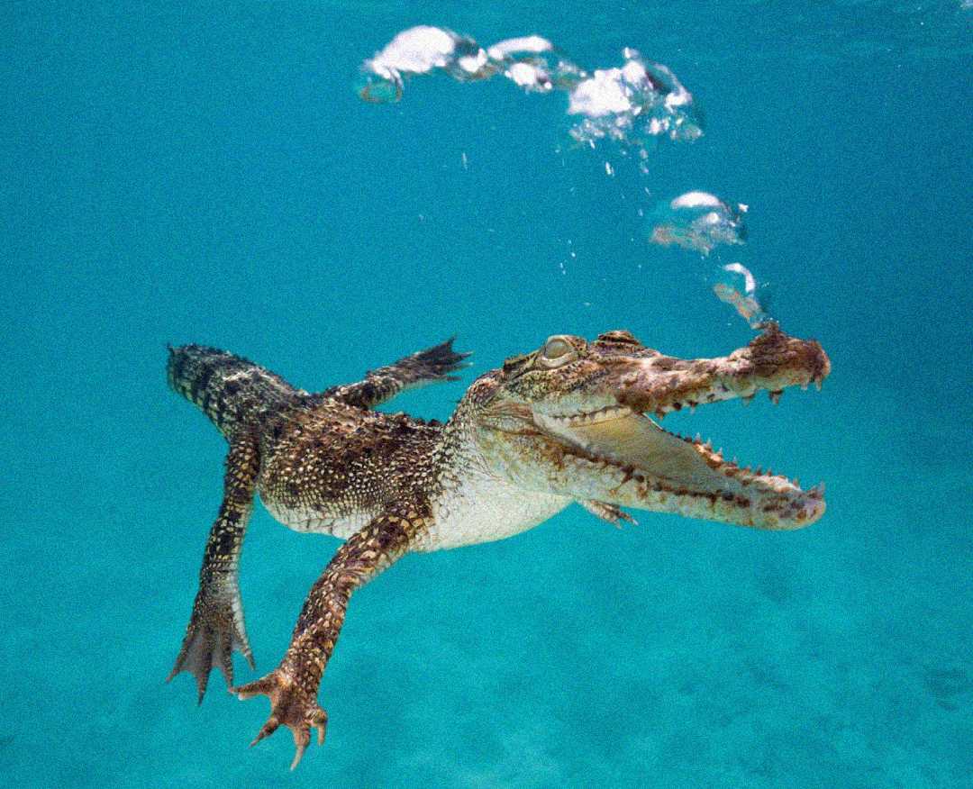 A crocodile swims underwater with its mouth open, releasing bubbles that rise to the surface. The water is clear and blue, revealing the crocodile's textured skin and outstretched limbs.