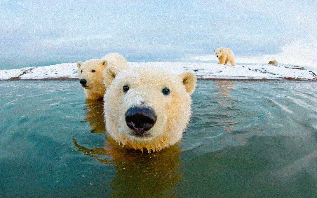 Three polar bears are on a snowy shore, with one bear close up in the water looking directly at the camera, while the other two stand further back on the snow-covered land.