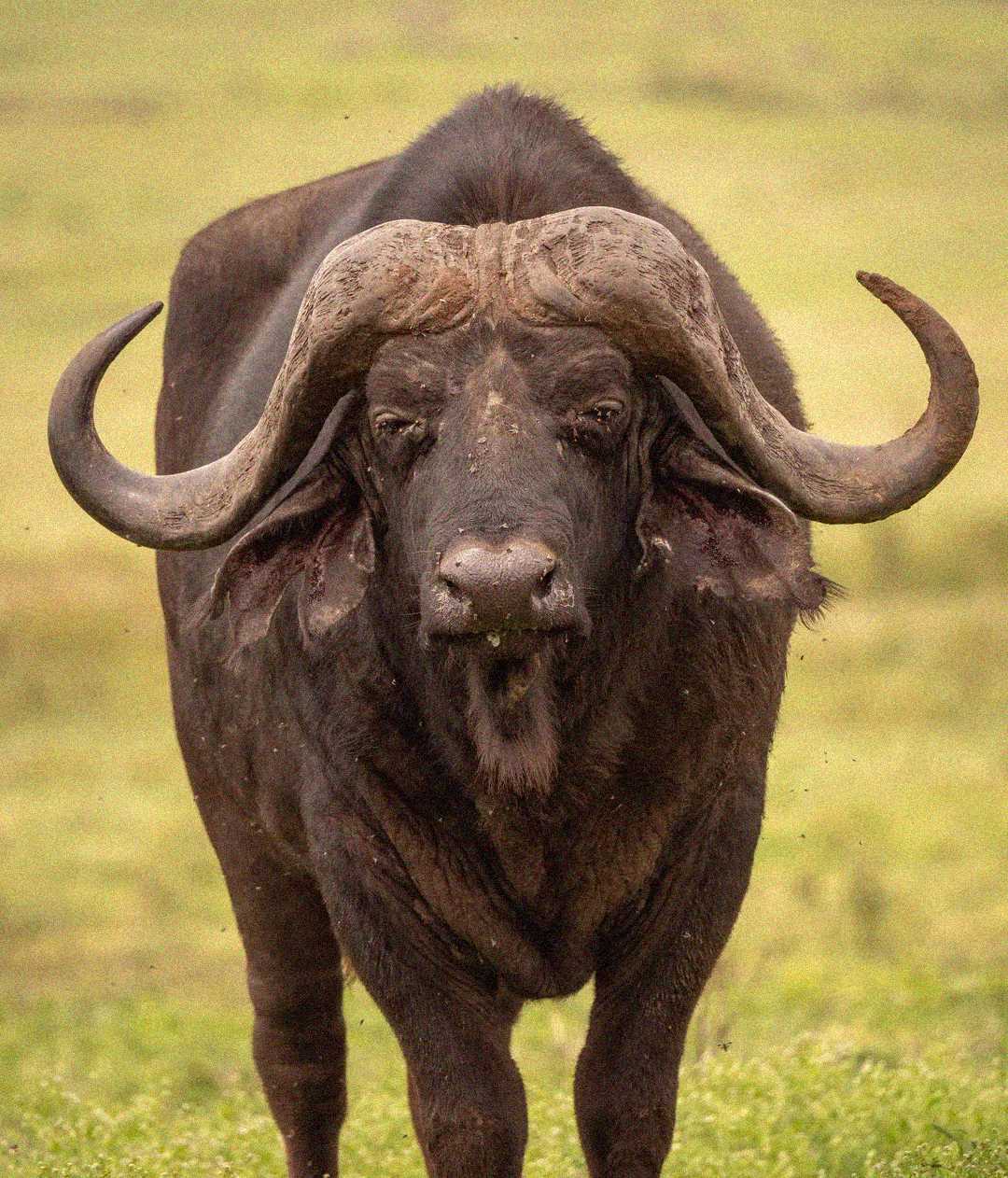 A close-up of an African buffalo standing on grass, facing the camera. Its large, curved horns are prominent, and its dark fur contrasts with the blurred green background.