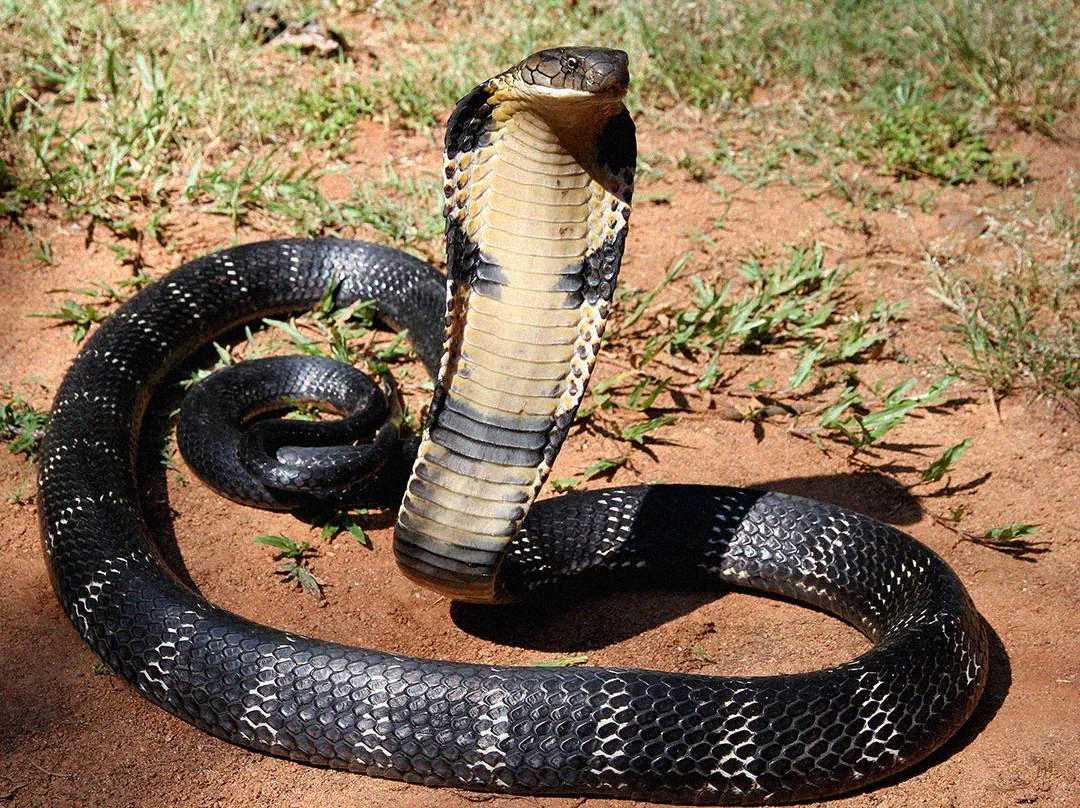 A black and yellow cobra with its hood spread wide is coiled on reddish soil with patches of grass, raising its head and upper body in a defensive posture.