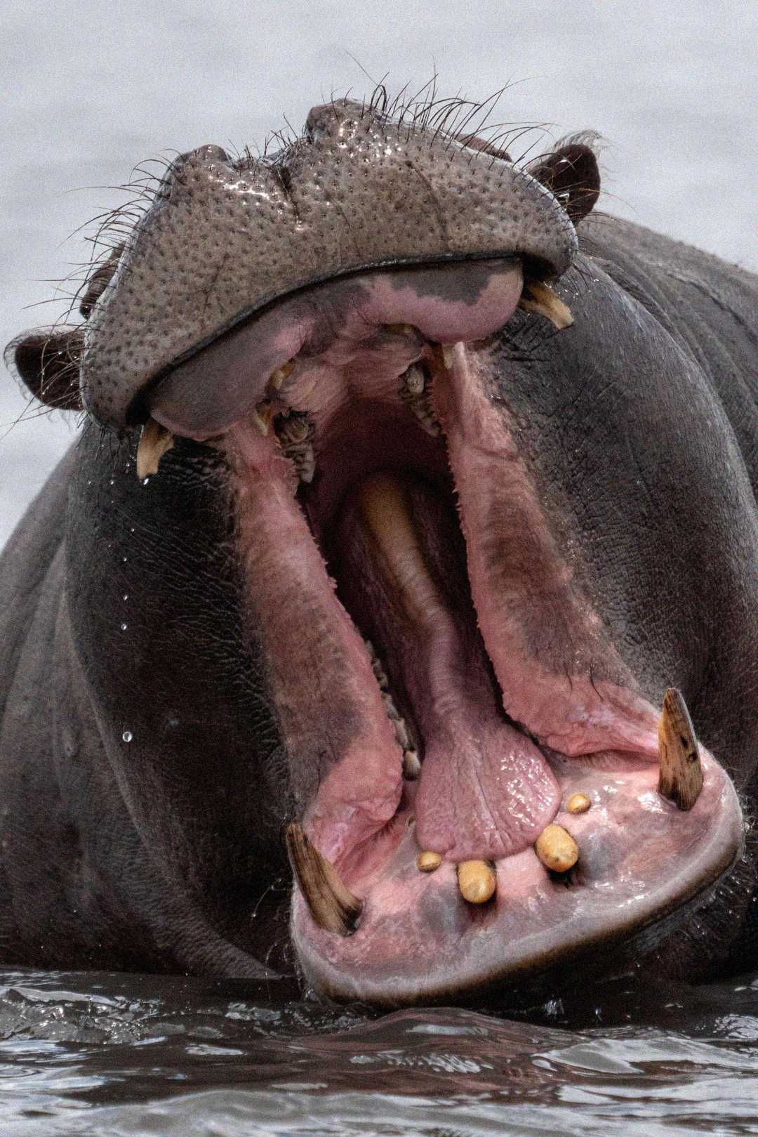 A close-up of a hippopotamus with its mouth wide open, showing its large teeth and pink tongue, partially submerged in water.