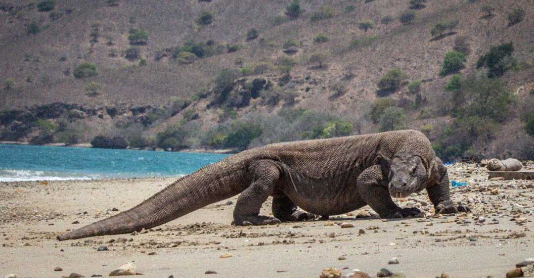A large Komodo dragon walks along a sandy beach with the ocean and hilly, shrub-covered terrain in the background.