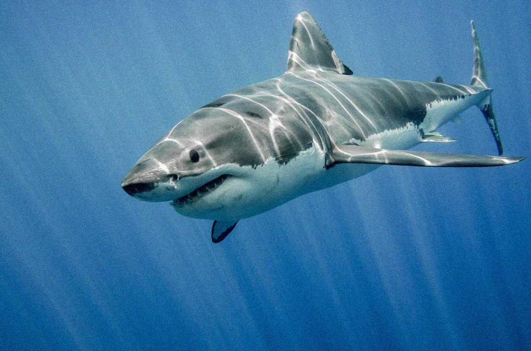 A great white shark swims underwater, its body illuminated by sunlight filtering through the blue ocean water.