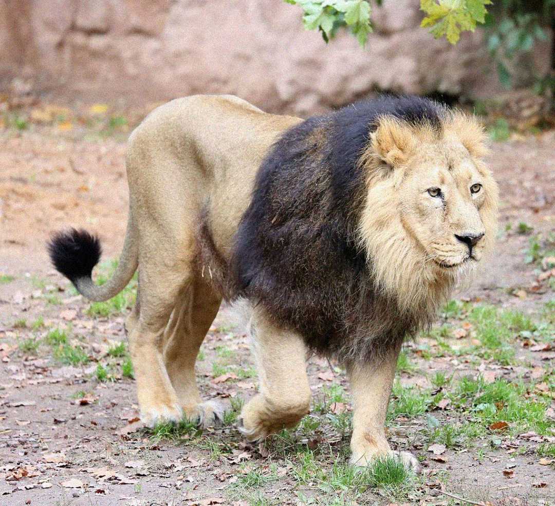 A male lion with a thick, dark mane walks on grassy ground covered with scattered leaves, looking alert. The background is blurred with some green foliage visible above.