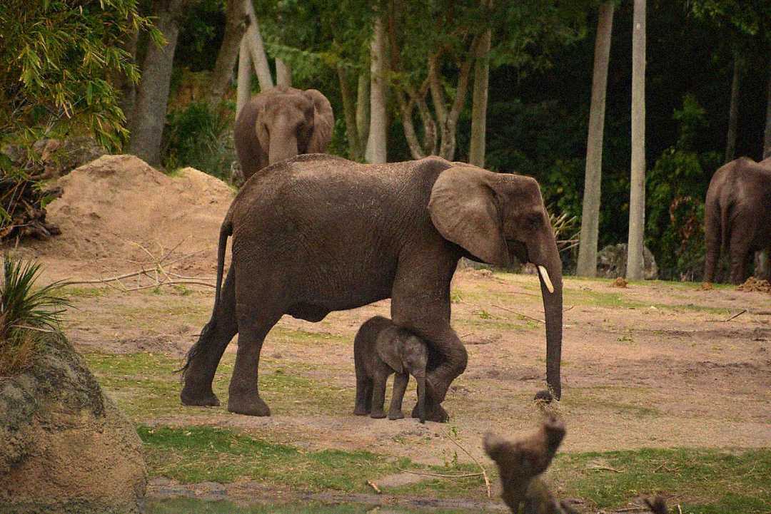 An adult elephant walks with a baby elephant standing closely underneath, while other elephants are visible in the background in a natural, wooded environment.