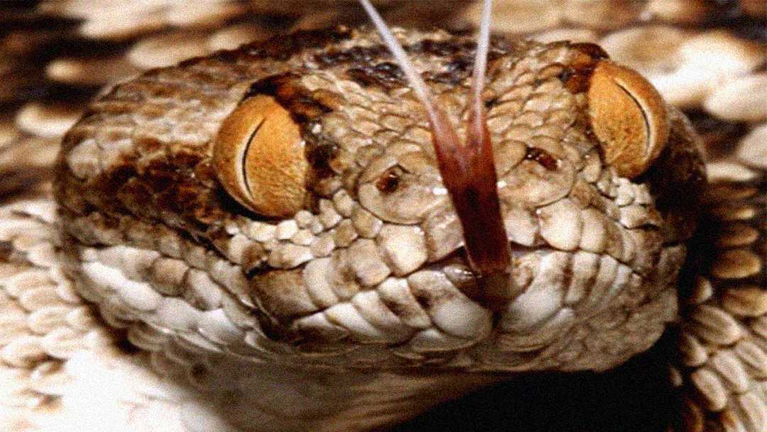 Close-up of a snake's face with textured scales, orange-brown eyes with vertical pupils, and a forked tongue extended outward. The snake's detailed pattern and rough skin are clearly visible.