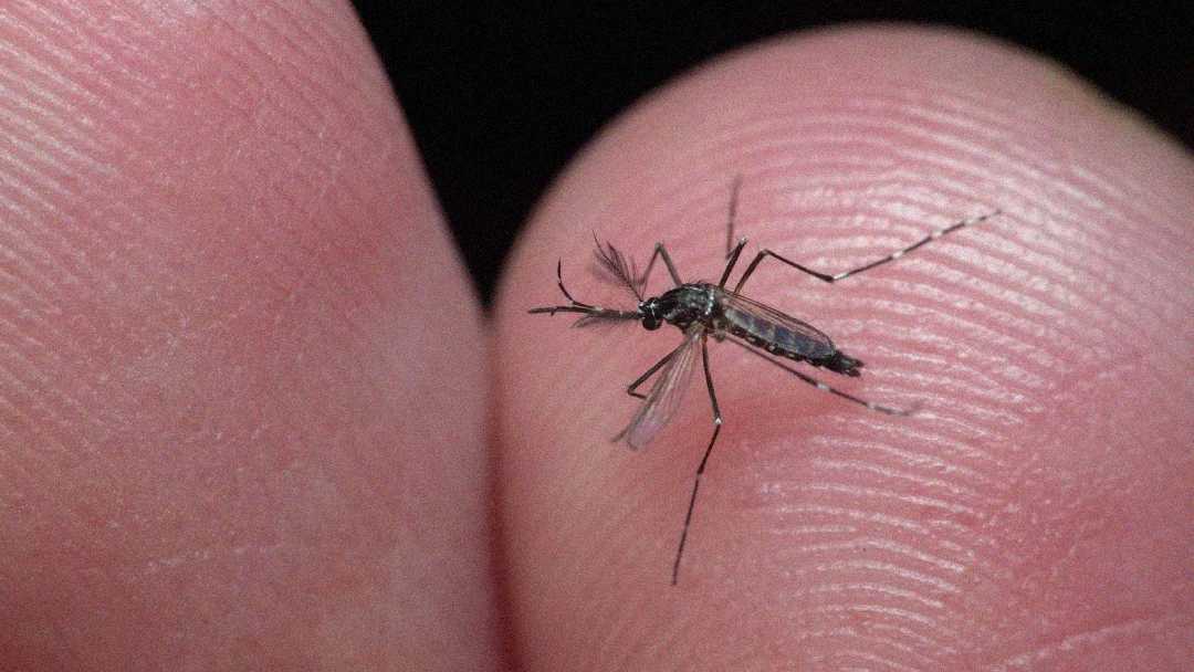 A close-up of a mosquito standing on the skin of a person’s finger, with the insect's legs and wings clearly visible against the pinkish background.