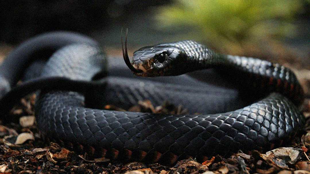 A close-up of a coiled black snake with shiny scales, flicking its tongue. The snake is on a forest floor with scattered leaves and blurred greenery in the background.