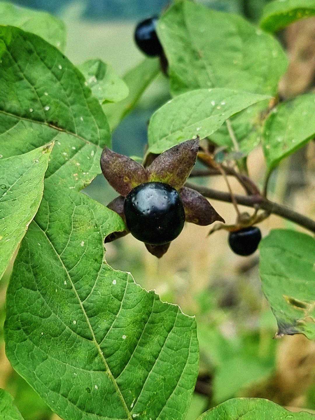 A close-up of a plant with large green leaves and a shiny, round black berry surrounded by a star-shaped brown calyx. More berries are visible in the background.