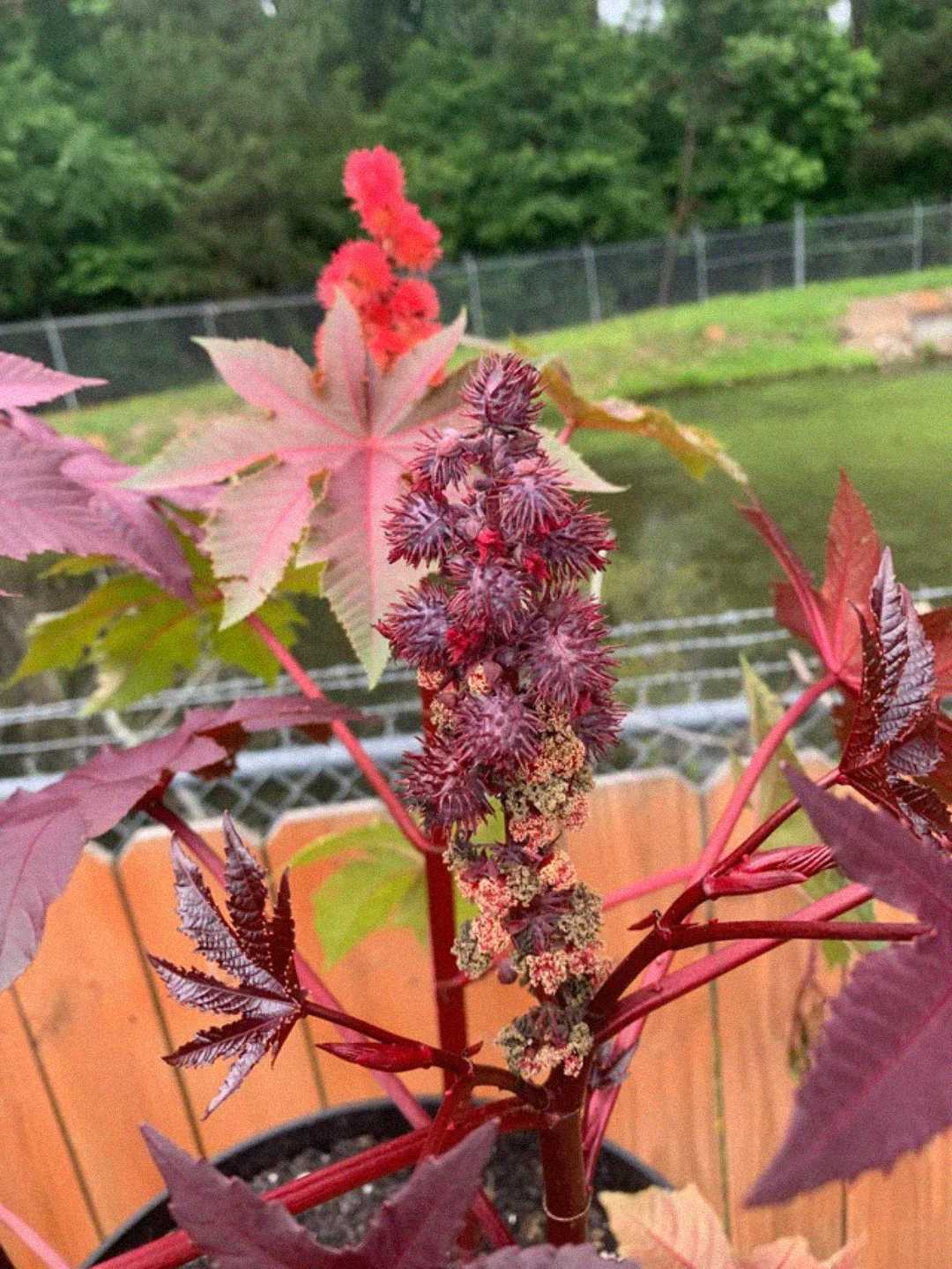 A close-up of a castor bean plant with reddish-purple spiky seed pods and glossy, jagged leaves, set in a pot outdoors near a wooden fence, with greenery and a pond in the background.