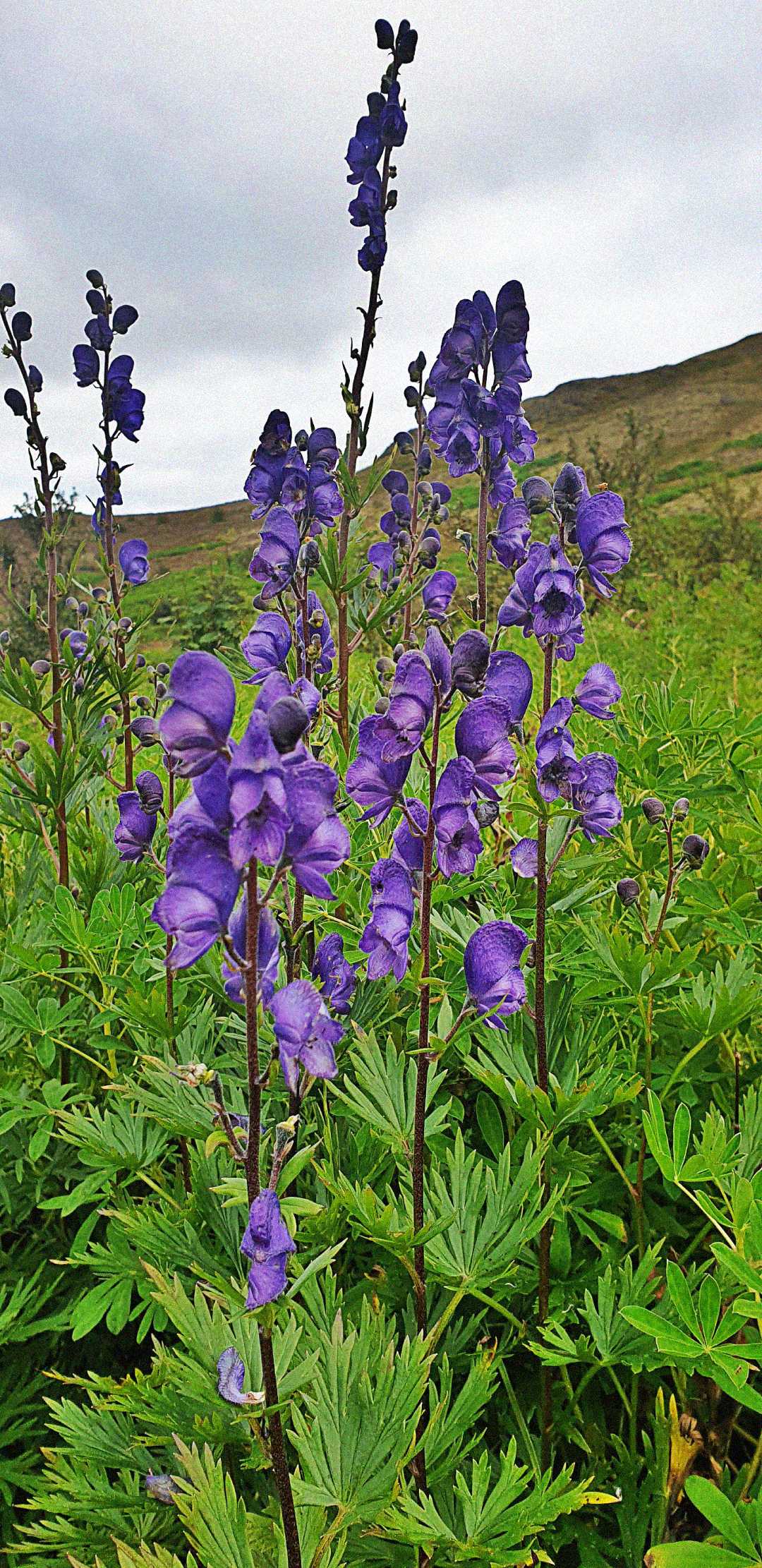 Tall stalks of purple lupine flowers stand amid green foliage in a natural landscape, with hills and a cloudy sky in the background.