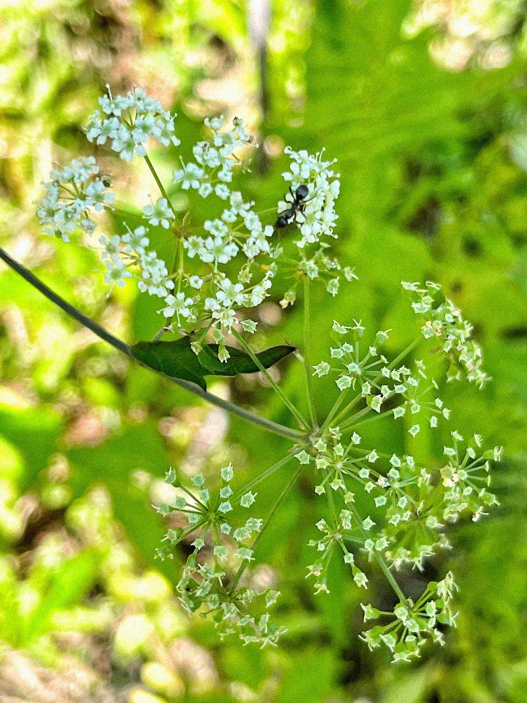 A close-up of delicate white wildflowers with tiny blossoms, set against a vibrant green, blurred background. An ant is visible on the flowers, highlighting the intricate natural details.