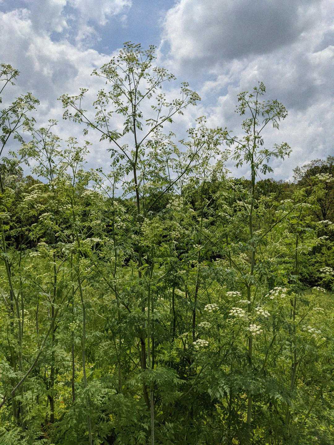 Tall green plants with delicate, umbrella-shaped clusters of small white flowers grow densely in a field, with leafy trees and a partly cloudy sky in the background.