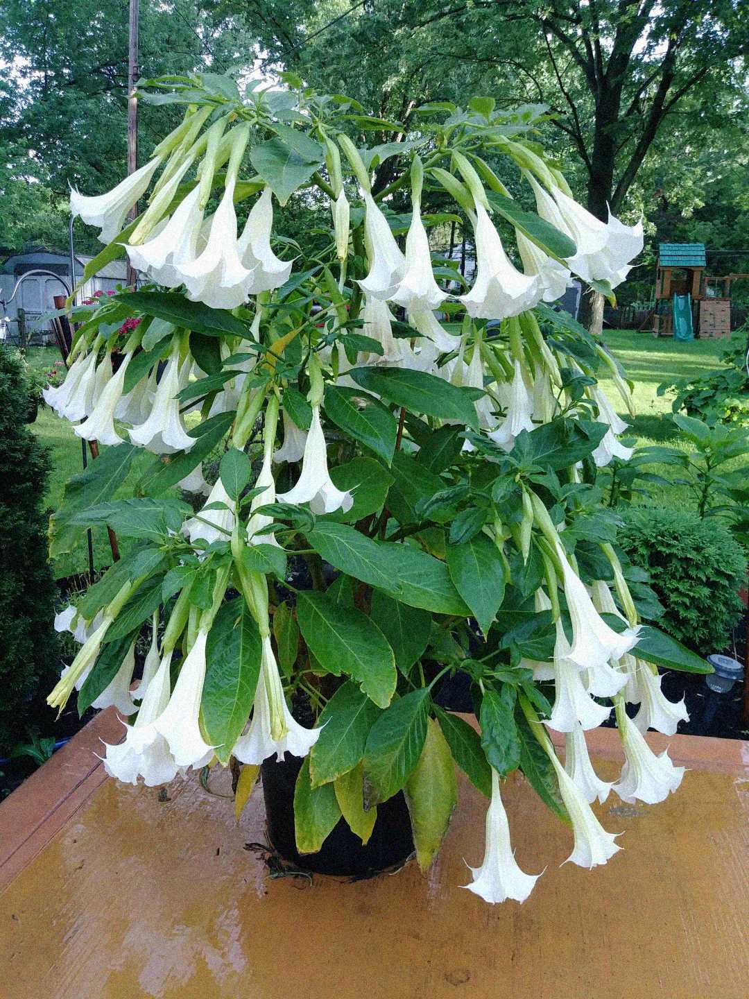 A potted plant with large, trumpet-shaped white flowers and broad green leaves sits on a wooden surface outdoors with a lush garden in the background.