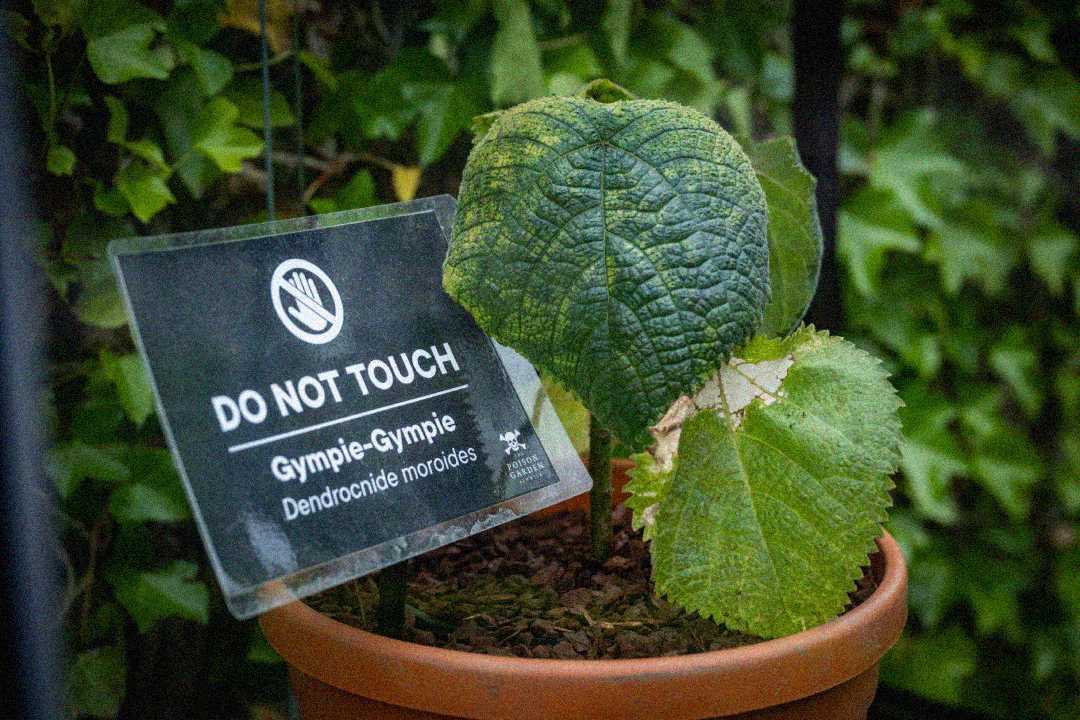 A potted plant with large, textured green leaves sits behind a sign that reads "DO NOT TOUCH Gympie-Gympie Dendrocnide moroides" with a warning hand symbol.