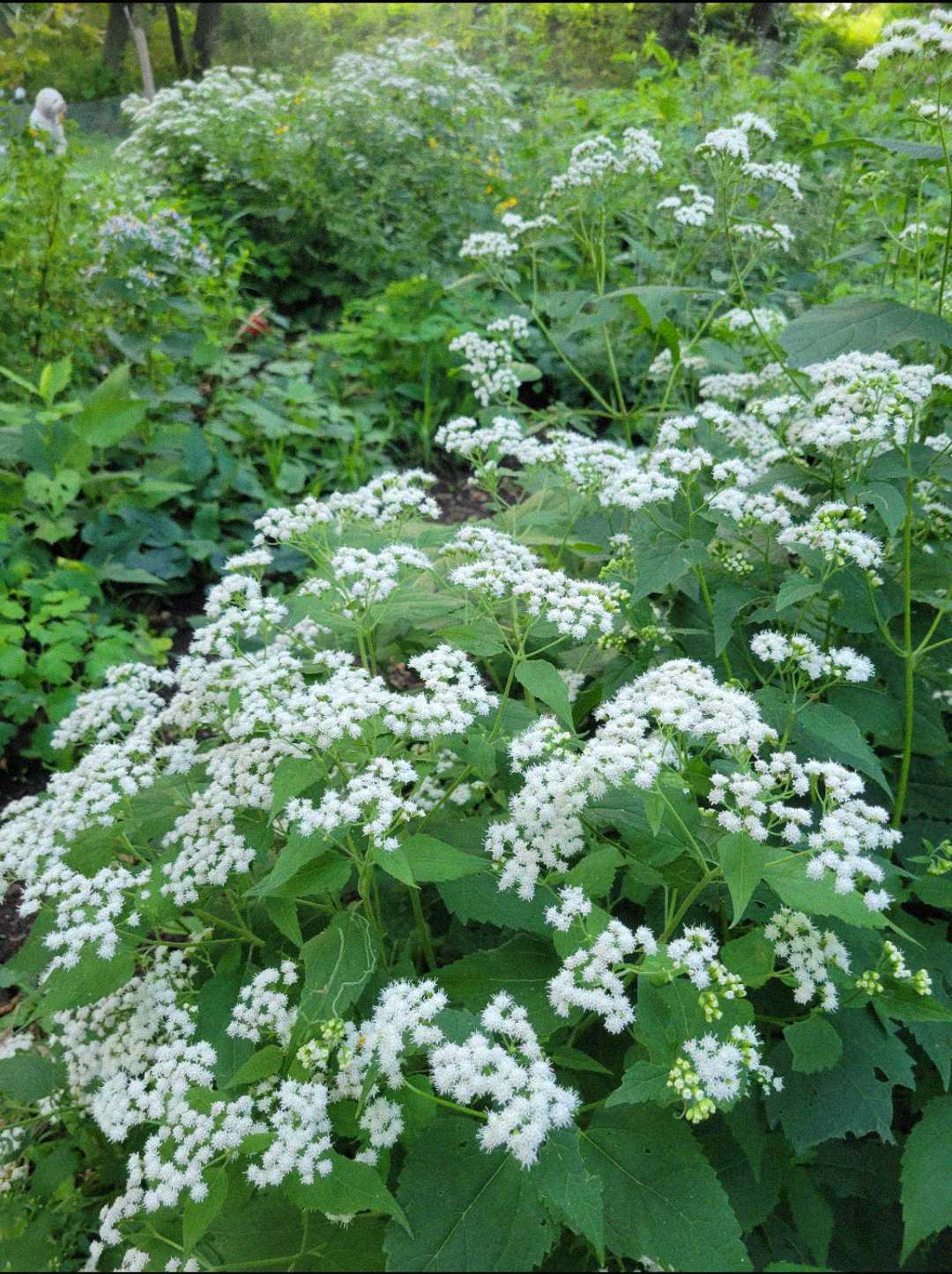 Clusters of white wildflowers with broad green leaves grow densely in a garden setting, surrounded by lush greenery and trees in the background.