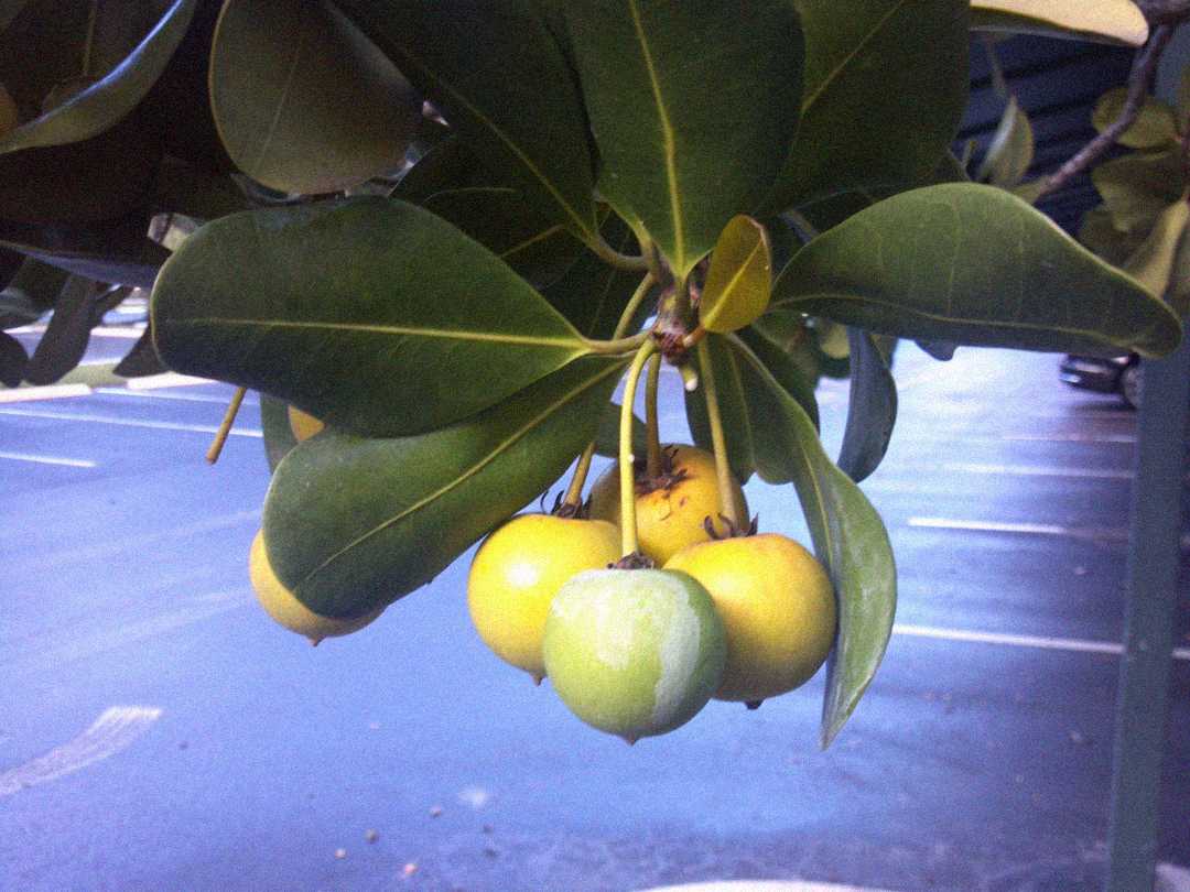 Several round, yellow and green fruits hang from a branch with large, waxy green leaves, set against a background of an empty parking lot.