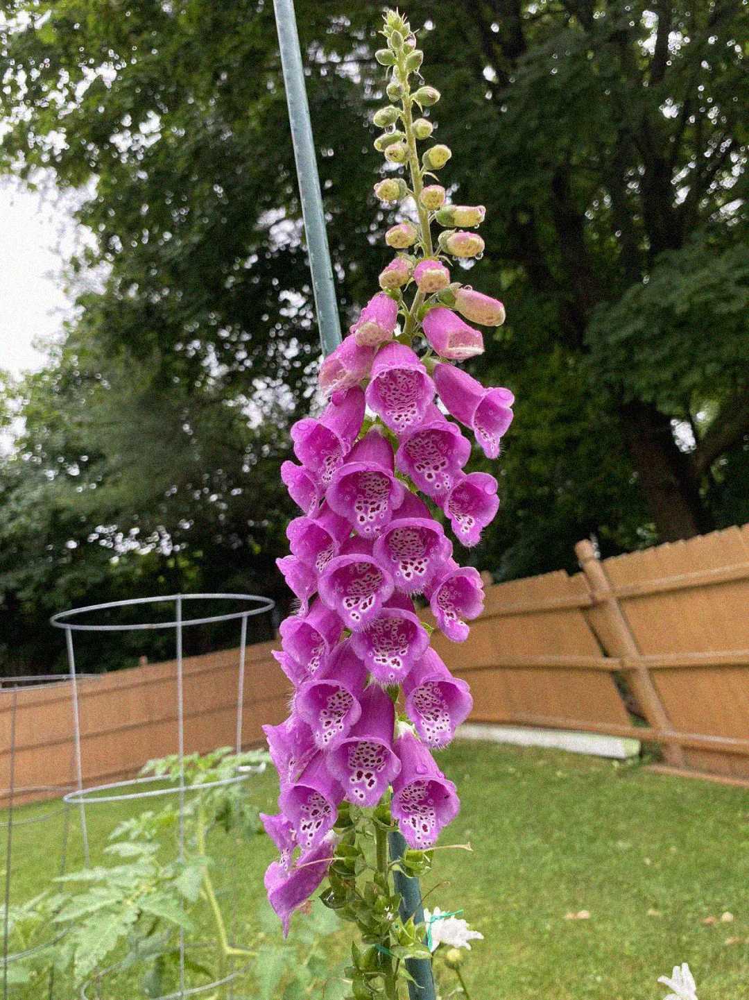 A tall stalk of vibrant purple foxglove flowers blooms in a backyard garden, with a wooden fence and green trees in the background.