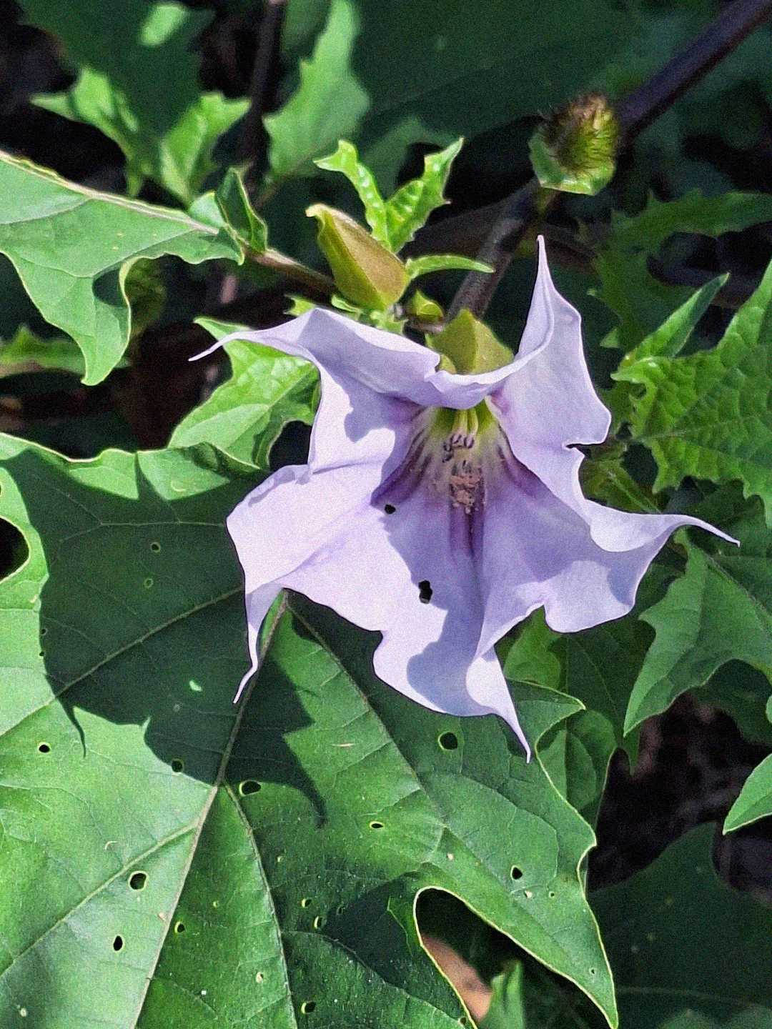 A light purple, trumpet-shaped flower blooms among green, jagged-edged leaves. Sunlight casts shadows on the petals and foliage, and some of the leaves have small holes.
