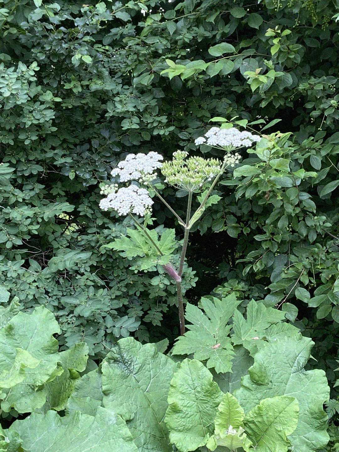 A tall plant with large green leaves and clusters of small white flowers stands against a backdrop of dense green foliage.