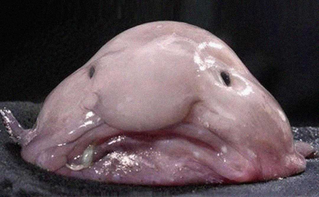 A close-up photo of a blobfish, a pale pink, gelatinous deep-sea fish with a bulbous nose and downturned mouth, lying on a dark surface.