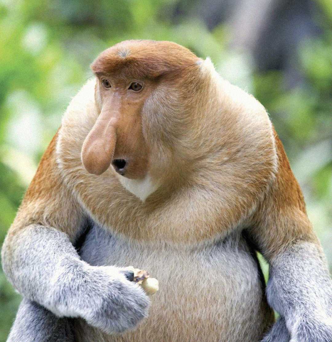A proboscis monkey with a large, elongated nose and thick, light brown fur around its neck and shoulders, holding food in one hand, sits against a blurred green background.