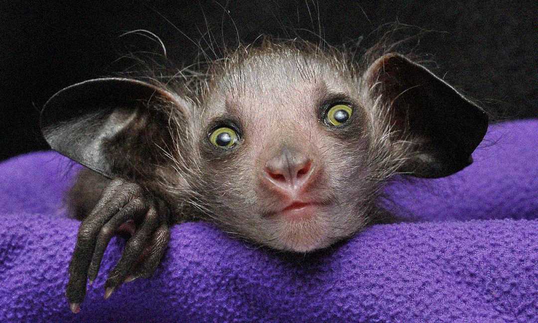A close-up of an aye-aye, a lemur with large ears, wide yellow eyes, and long, thin fingers, resting its head on a purple blanket against a dark background.