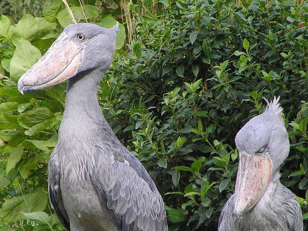 Two large, gray shoebill storks stand side by side in front of lush green foliage. One bird faces forward with its head raised, while the other looks downward, showing off their distinctive large, shoe-shaped bills.