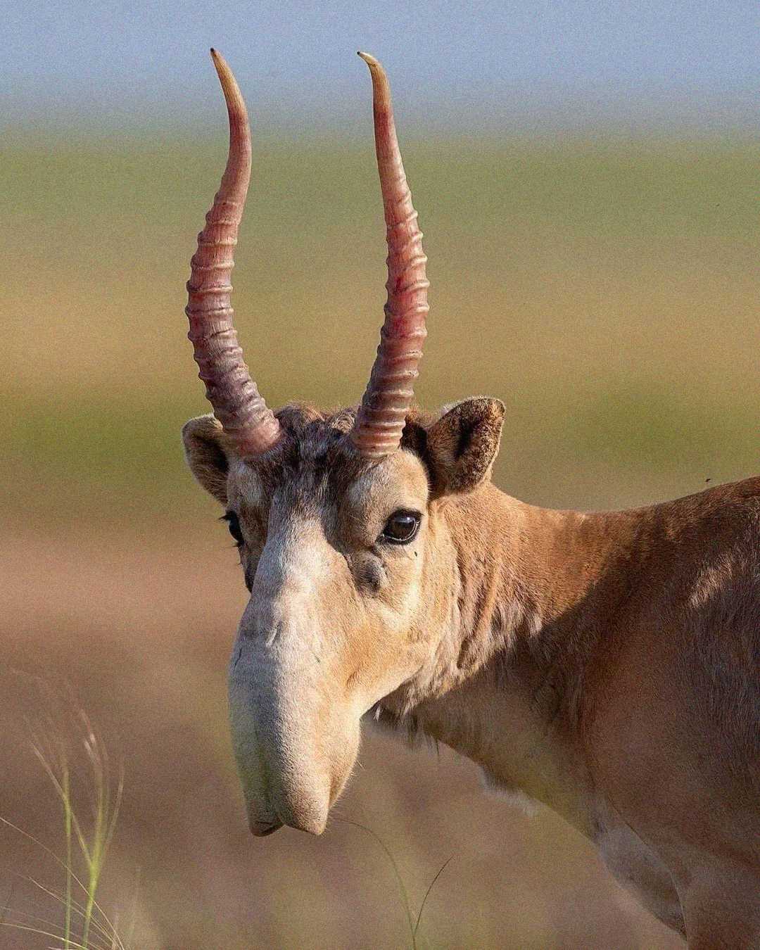 A saiga antelope with two long, curved horns and a distinctive large, downward-facing nose stands in a grassy plain, looking toward the camera.