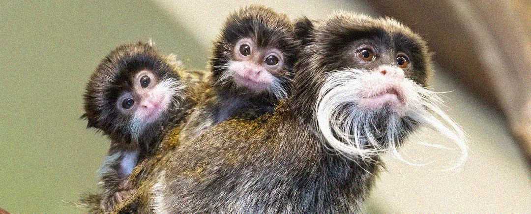 A tamarin monkey with a distinctive white mustache looks ahead while carrying two baby tamarins on its back. The babies cling closely to the adult, peering curiously at the camera.