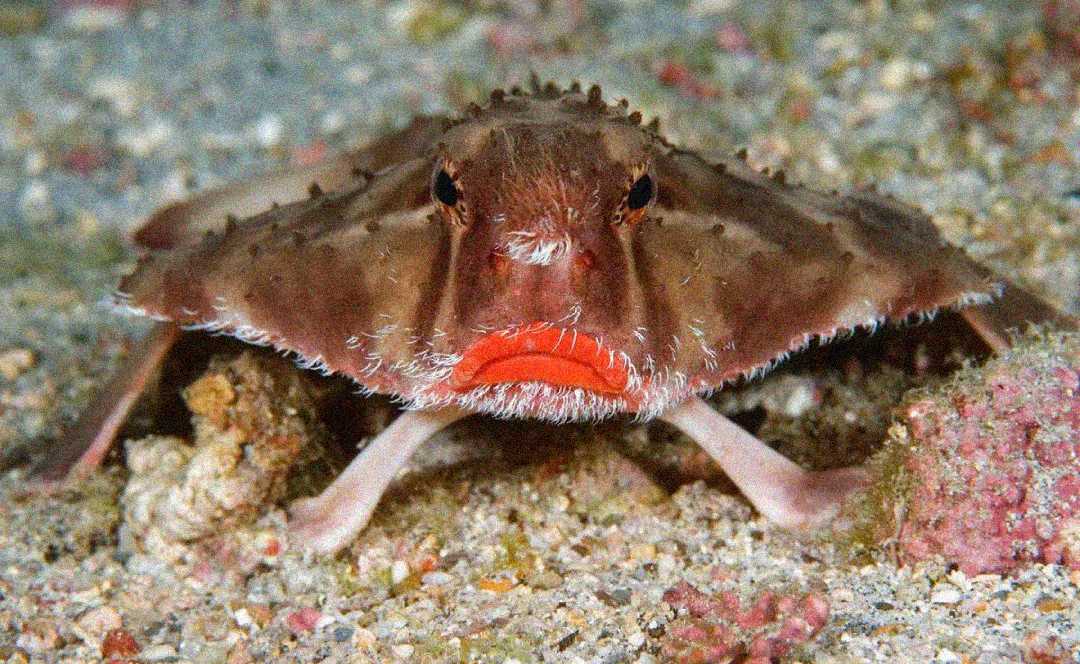 A red-lipped batfish rests on the ocean floor, displaying its distinctive bright red lips and flat, wide body with spiny edges, surrounded by sand and small rocks.