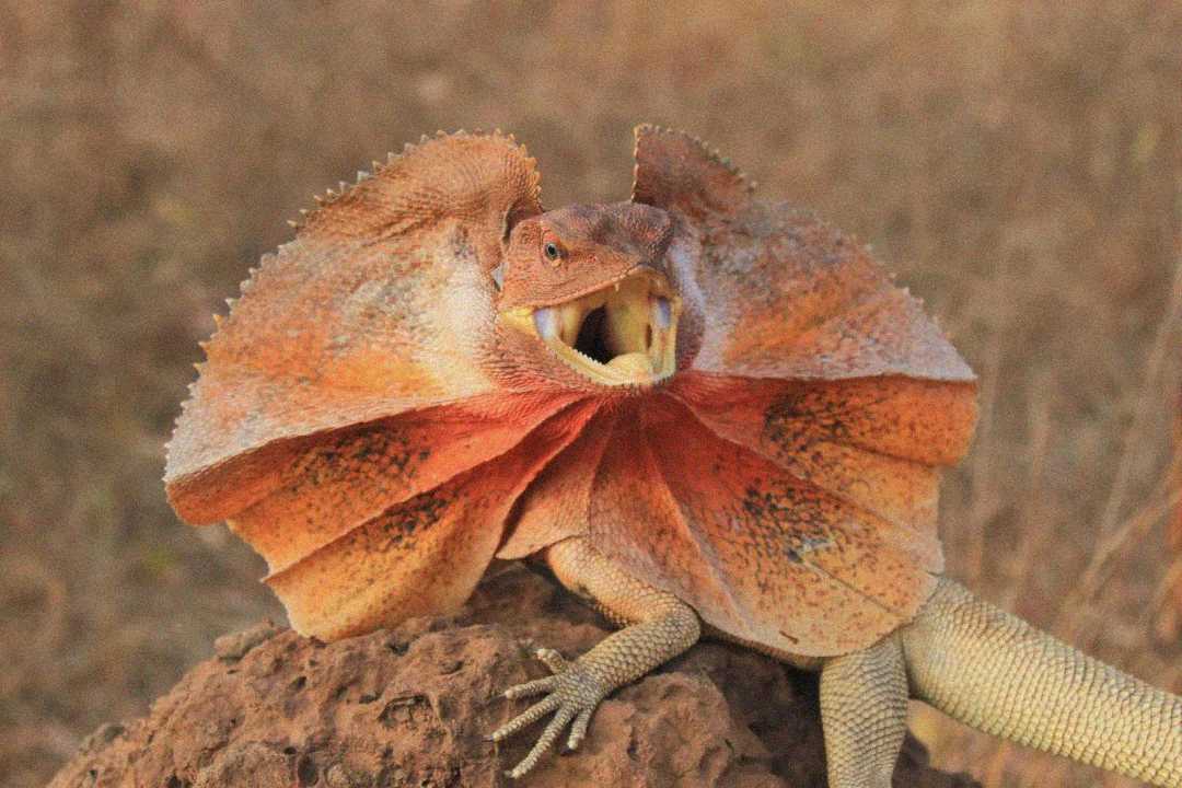 A frilled lizard displaying its large, colorful frill and open mouth while standing on a rock in a dry, grassy environment.