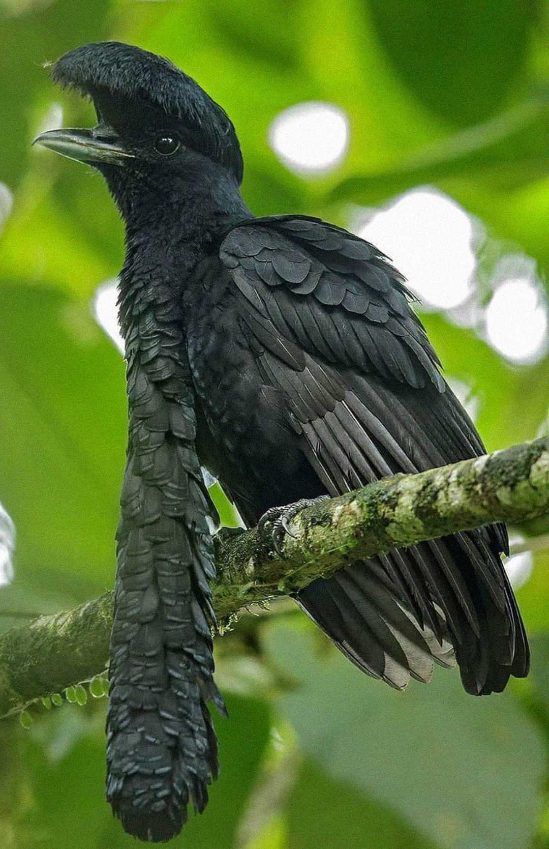 A black bird with a large, thick crest and textured feathers perches on a branch against a background of green leaves. Its beak is slightly open, and its body appears sleek and glossy.