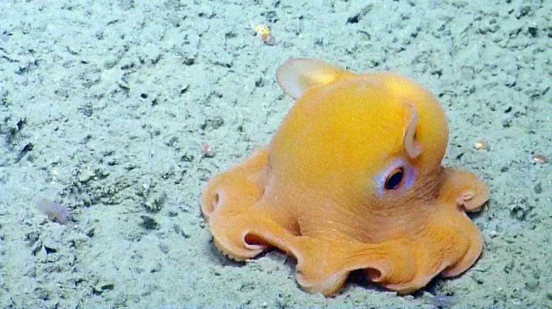 A small, bright orange octopus with large eyes sits on the sandy ocean floor, displaying its short, wavy arms and rounded body.