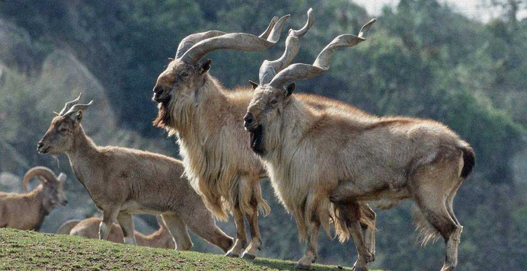 Two large wild goats with long, twisted horns stand on grass next to a smaller goat. More goats are visible in the background, with green trees and rocky terrain behind them.