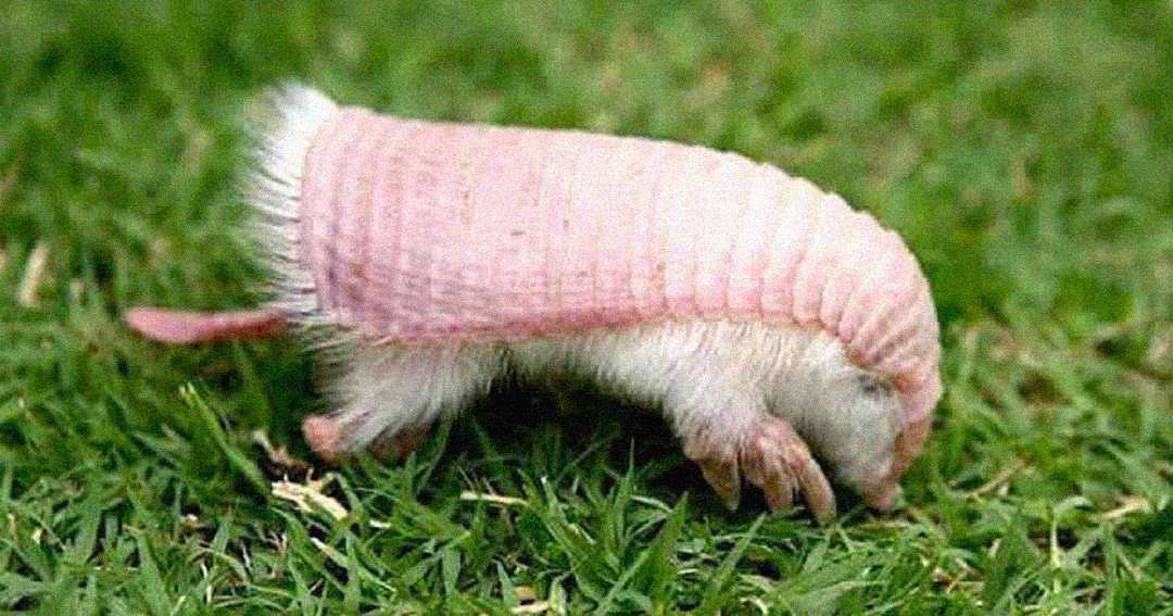 A small pink fairy armadillo with a hard shell and furry white underside walks on green grass.