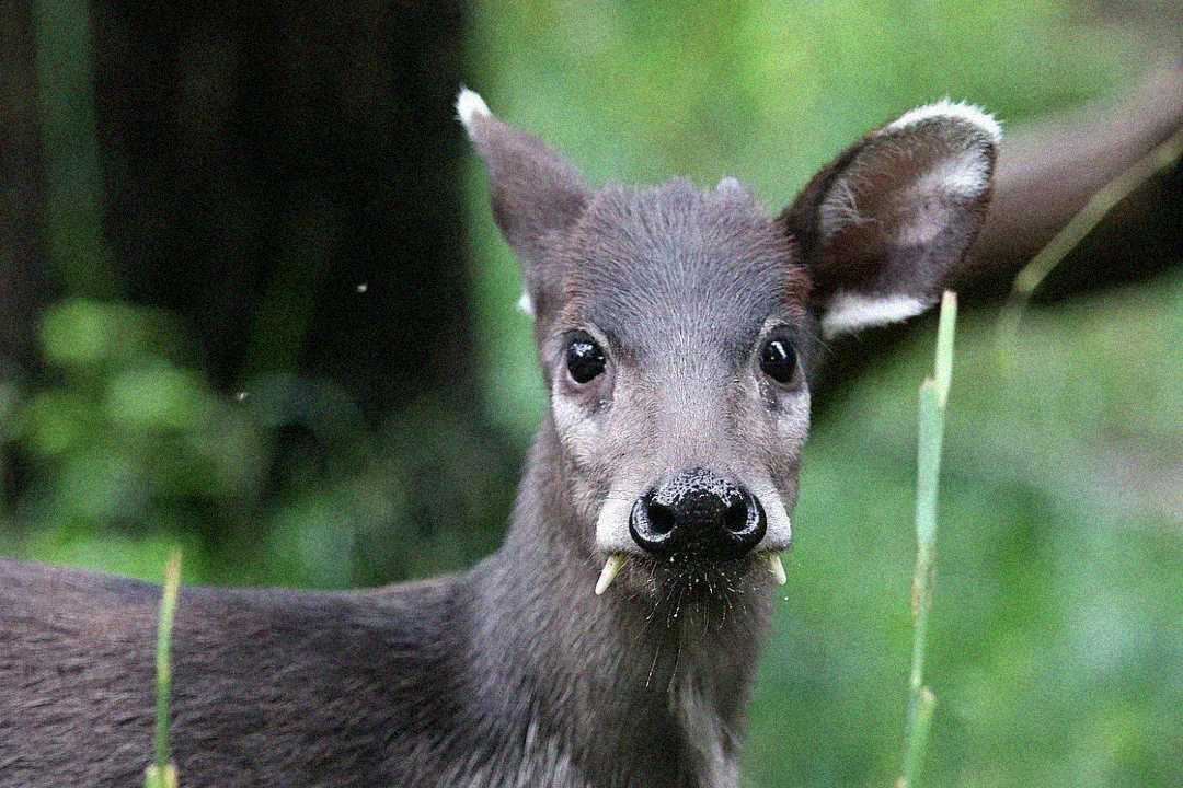 A close-up of a deer with short, dark fur and long, downward-pointing canine teeth standing in a green, blurred forest background.
