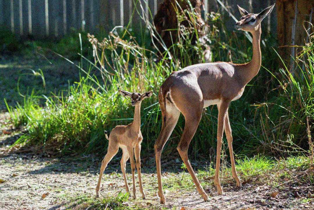 A mother and baby gerenuk, both with long necks and legs, stand on sunlit grass. The mother looks back at the young one, who gazes forward. Trees and leafy plants fill the background.