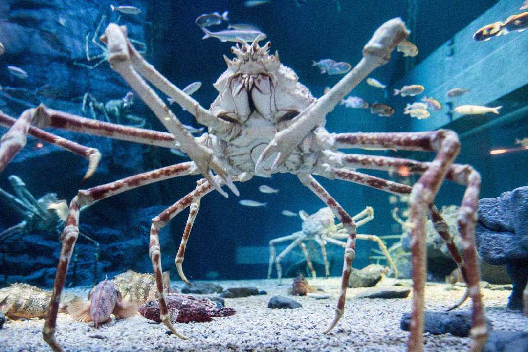 A large Japanese spider crab with long legs stands on the sandy floor of an aquarium tank, surrounded by rocks, fish, and another crab in the background.