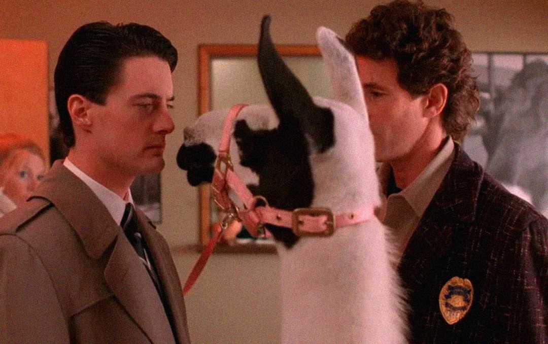 A man in a suit stands face-to-face with a llama wearing a pink harness, while another man in a plaid jacket with a badge watches in the background. The setting appears to be indoors.