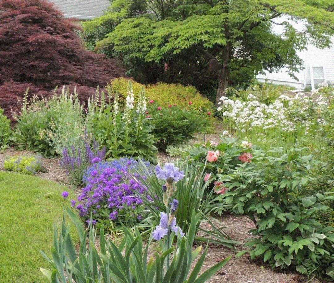 A lush garden with various blooming flowers in purple, pink, and white, surrounded by green shrubs and trees, including a Japanese maple and other leafy plants, with a patch of green lawn in the foreground.