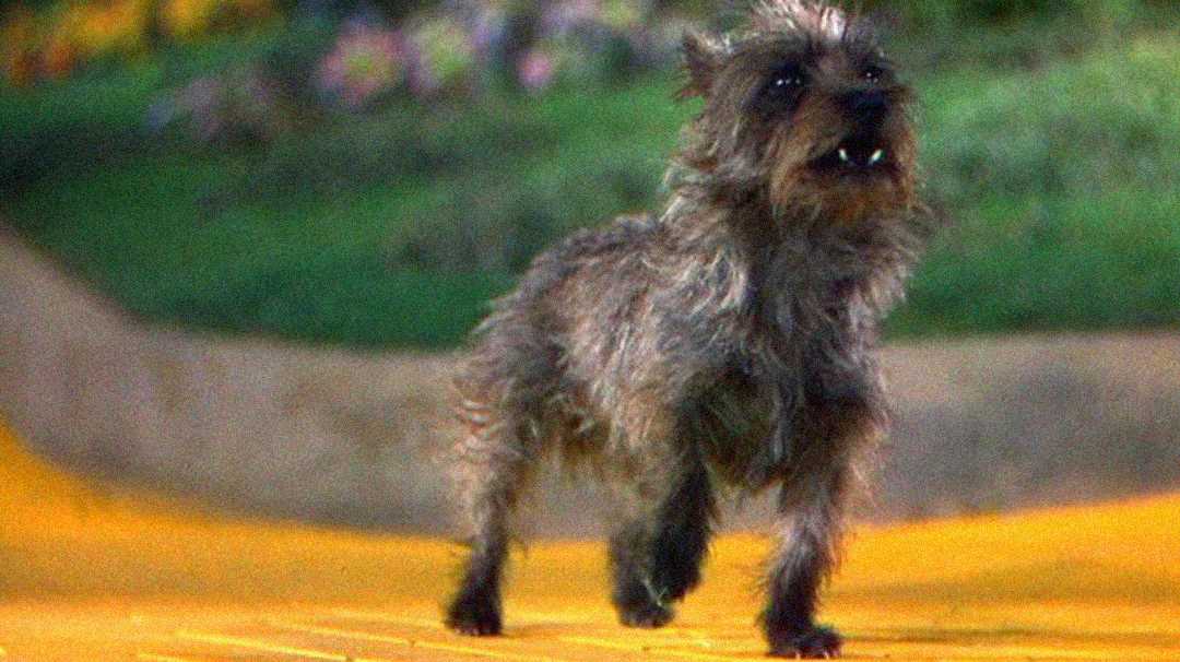 A small, scruffy gray dog stands alert on a bright yellow brick path, with greenery and blurred flowers visible in the background.