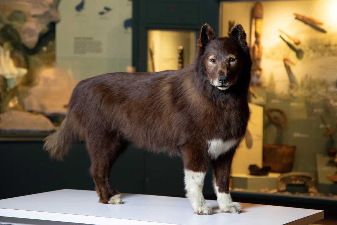 A taxidermy animal with a wolf-like face and brown fur stands on display in a museum, with glass cases and artifacts visible in the background.