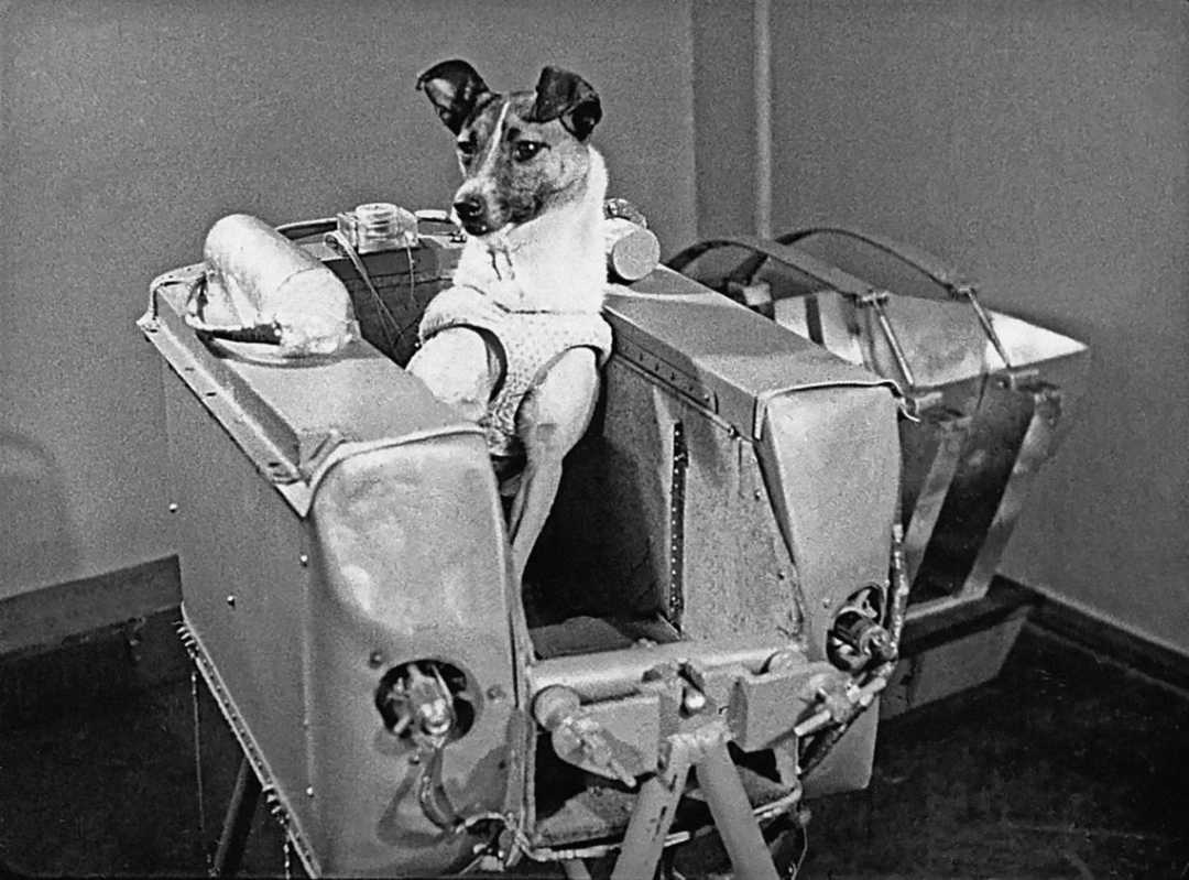A black-and-white photo of a dog wearing a harness, sitting inside a metal capsule with control panels, resembling early space exploration equipment.