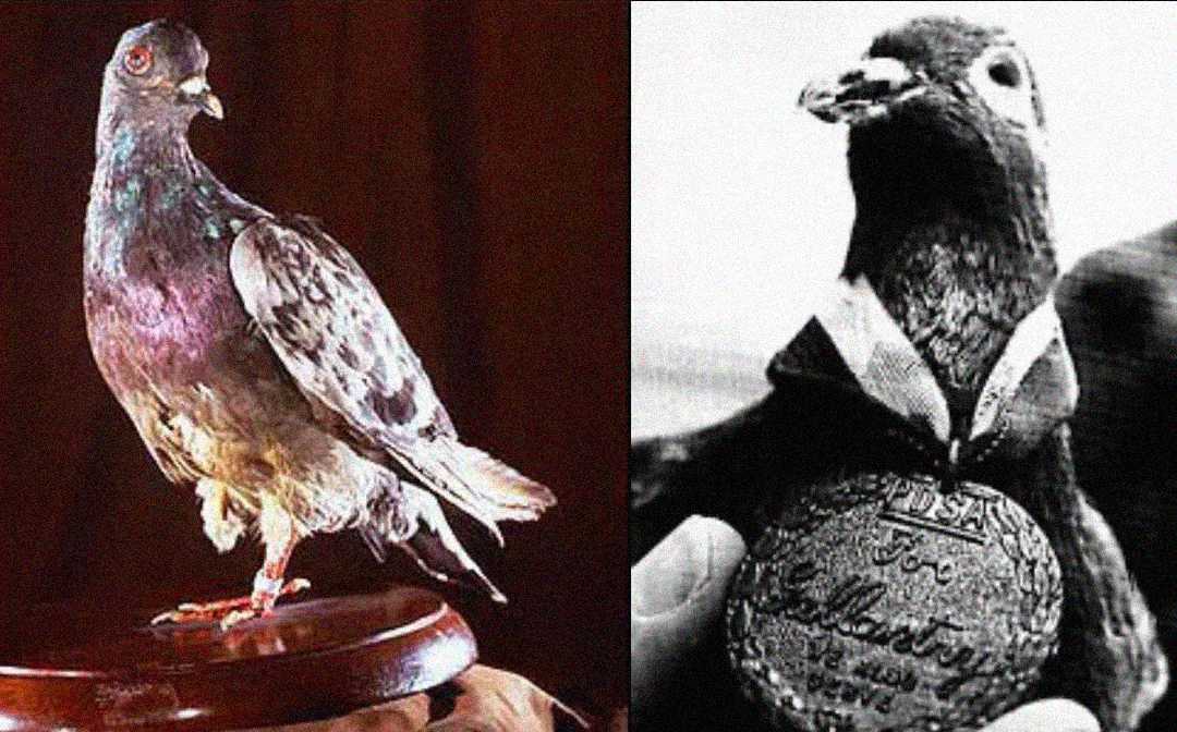 A color photo of a taxidermy pigeon on a wooden base is shown on the left, and a black-and-white photo of a pigeon wearing a medal around its neck is on the right.