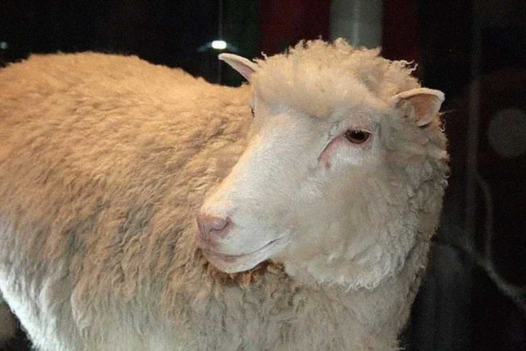 A close-up of a white sheep with thick, curly wool, facing slightly to the left against a dark background.