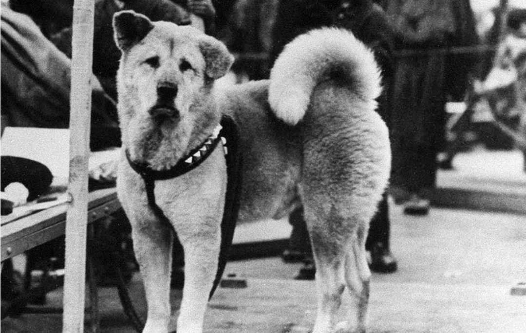 A black-and-white photo of a fluffy dog with a curled tail standing on a leash. The dog wears a spiked collar and looks toward the camera. People and benches are visible in the blurred background.